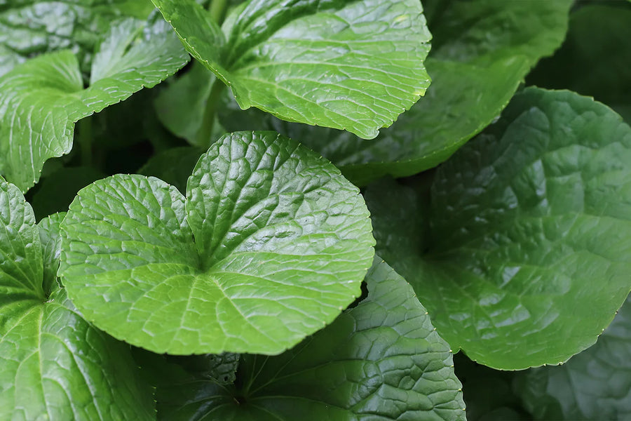The unlikely home of our ingredient wasabi